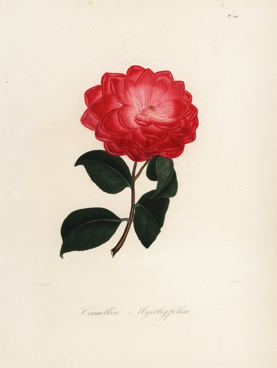 Camellia japonica variëteit, Camellia myrthyfolia door Jakob (after) Jung