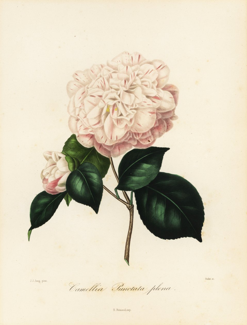 Camellia japonica variëteit, Camellia punctata plena door Jakob (after) Jung