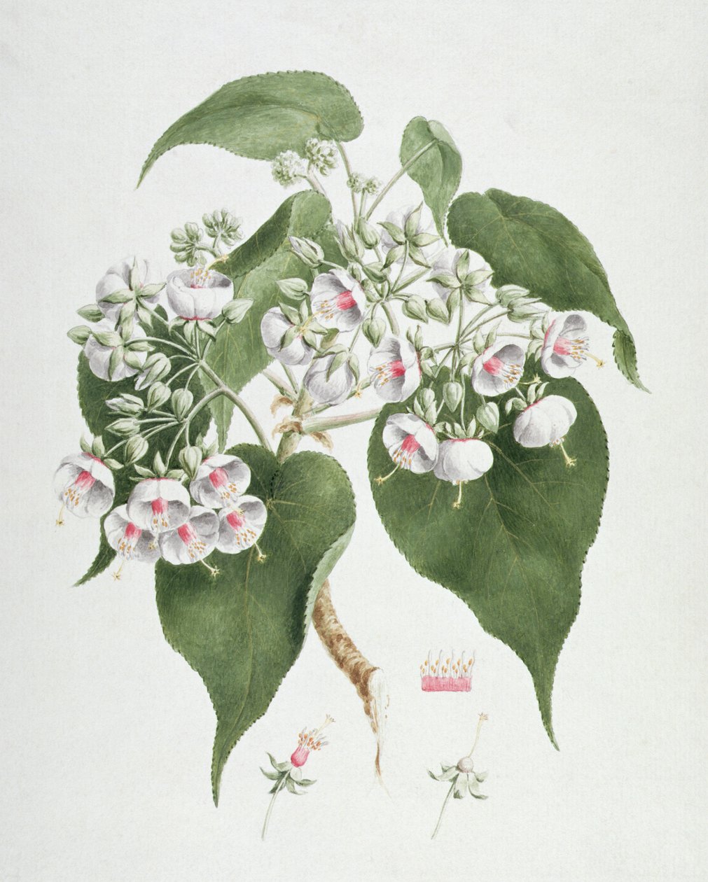 Walkuffa No.5 Dombeya torrida door James Bruce