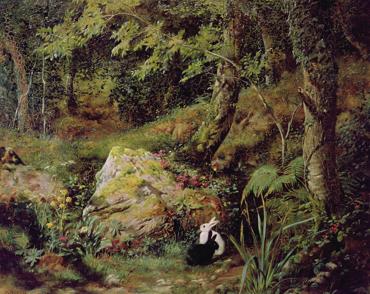 Zwerfkonijnen door James Collinson