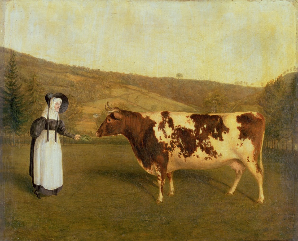 Shorthorn Koe, c.1840-50 door James Flewitt Mullock