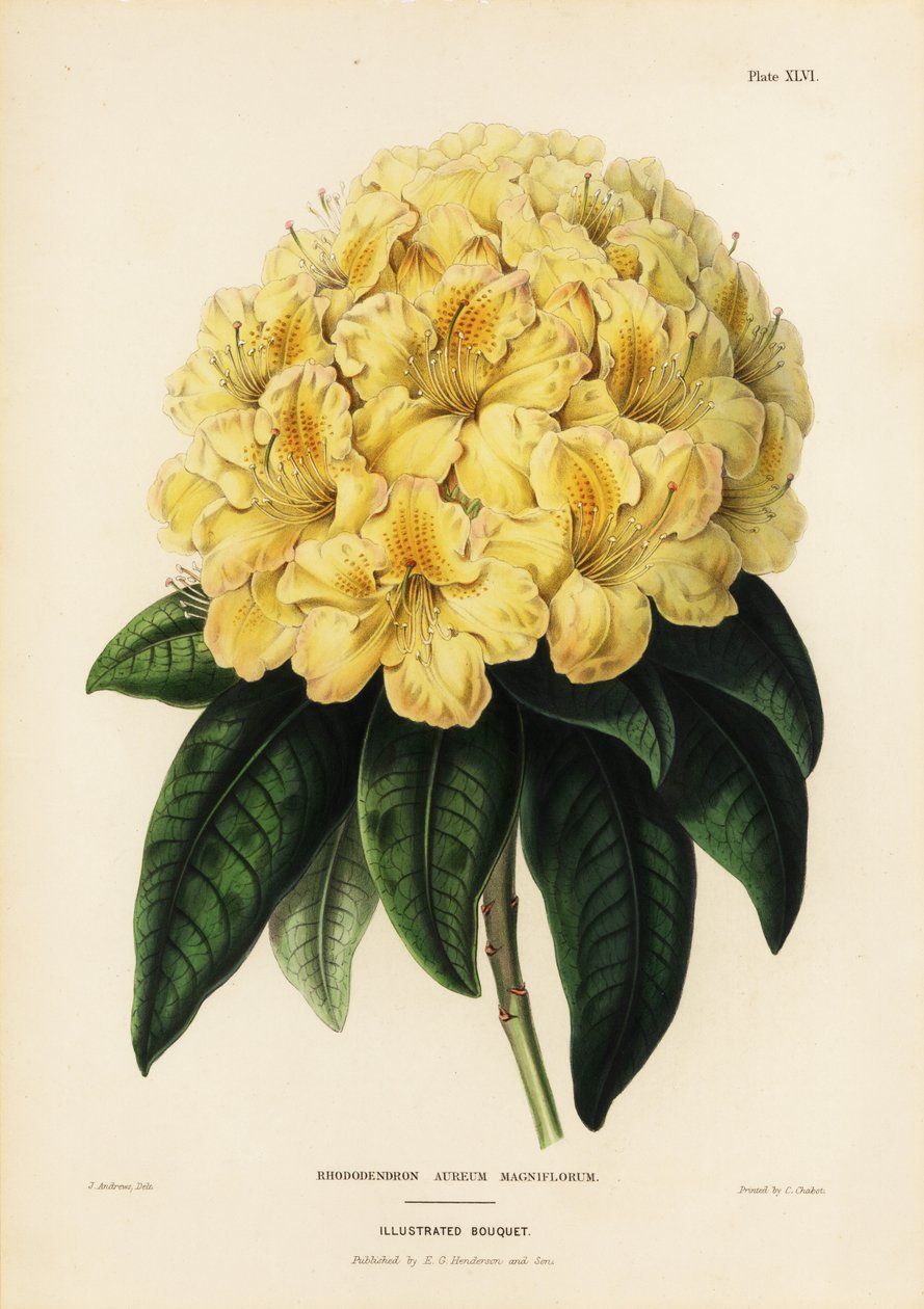 Gouden rododendron, Rhodendron aureum magniflorum door James Andrews