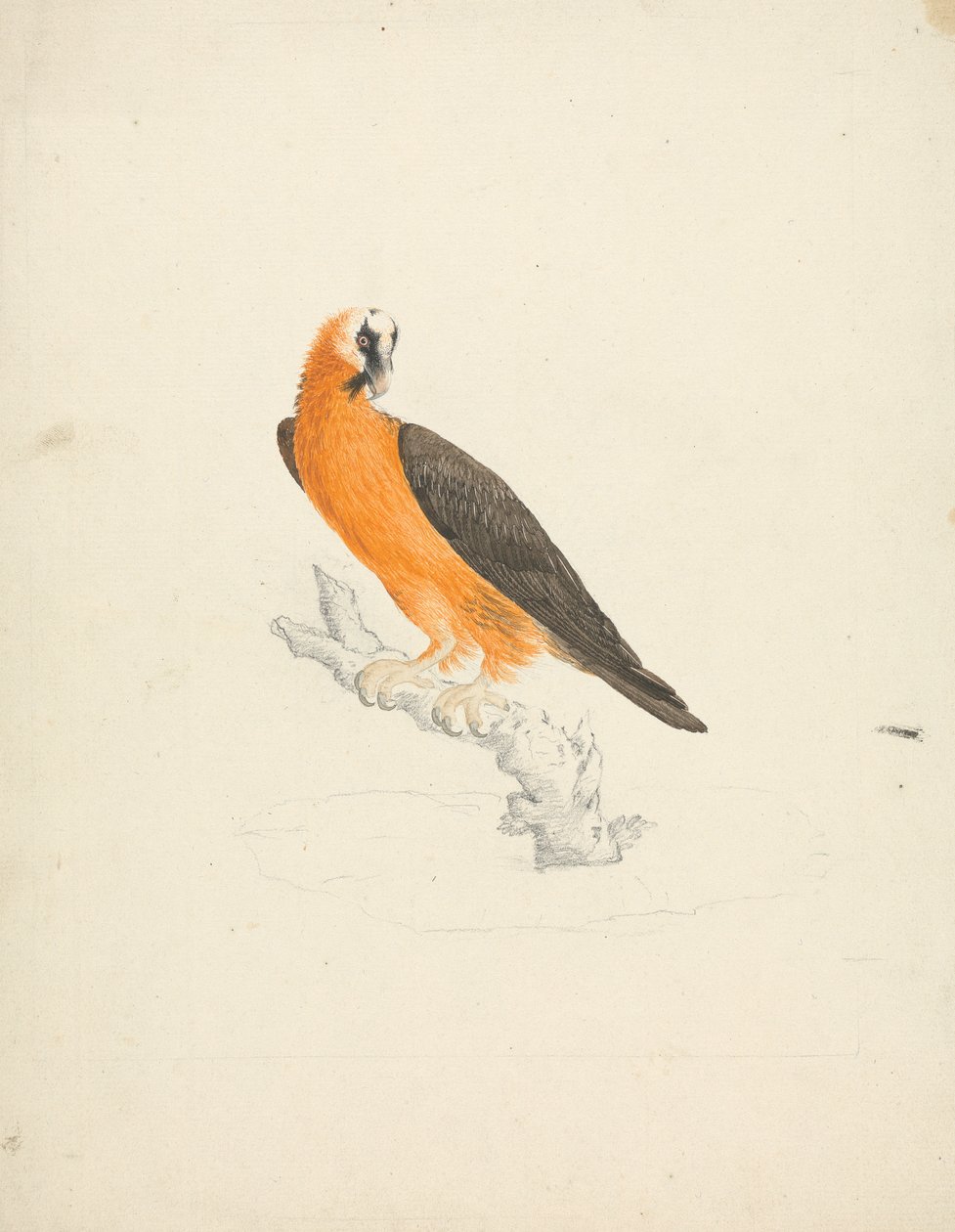Gypaetus barbatus (Baardgier) door James Bruce