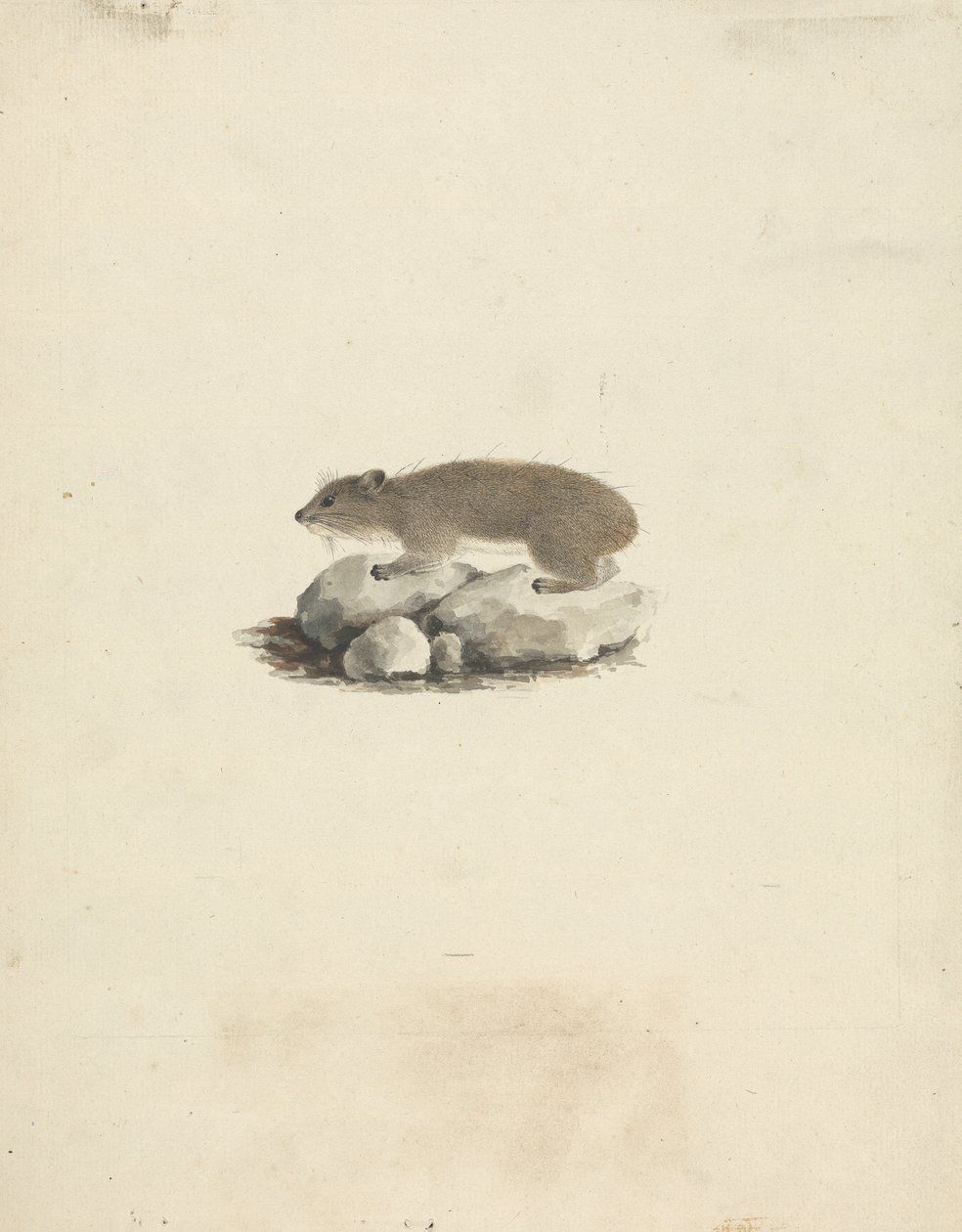 Heterohyrax brucei (Geel-gevlekte Rotsklipdas) door James Bruce
