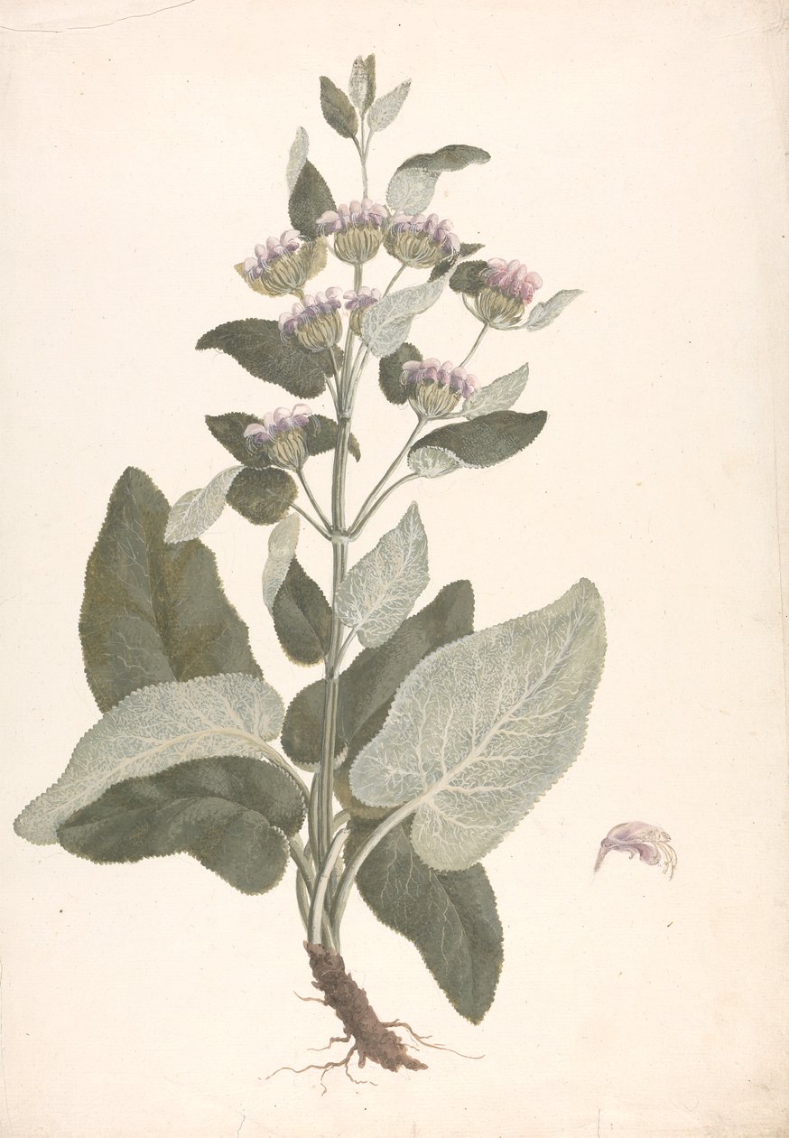 Phlomis herba-venti L. : afgewerkte tekening door James Bruce