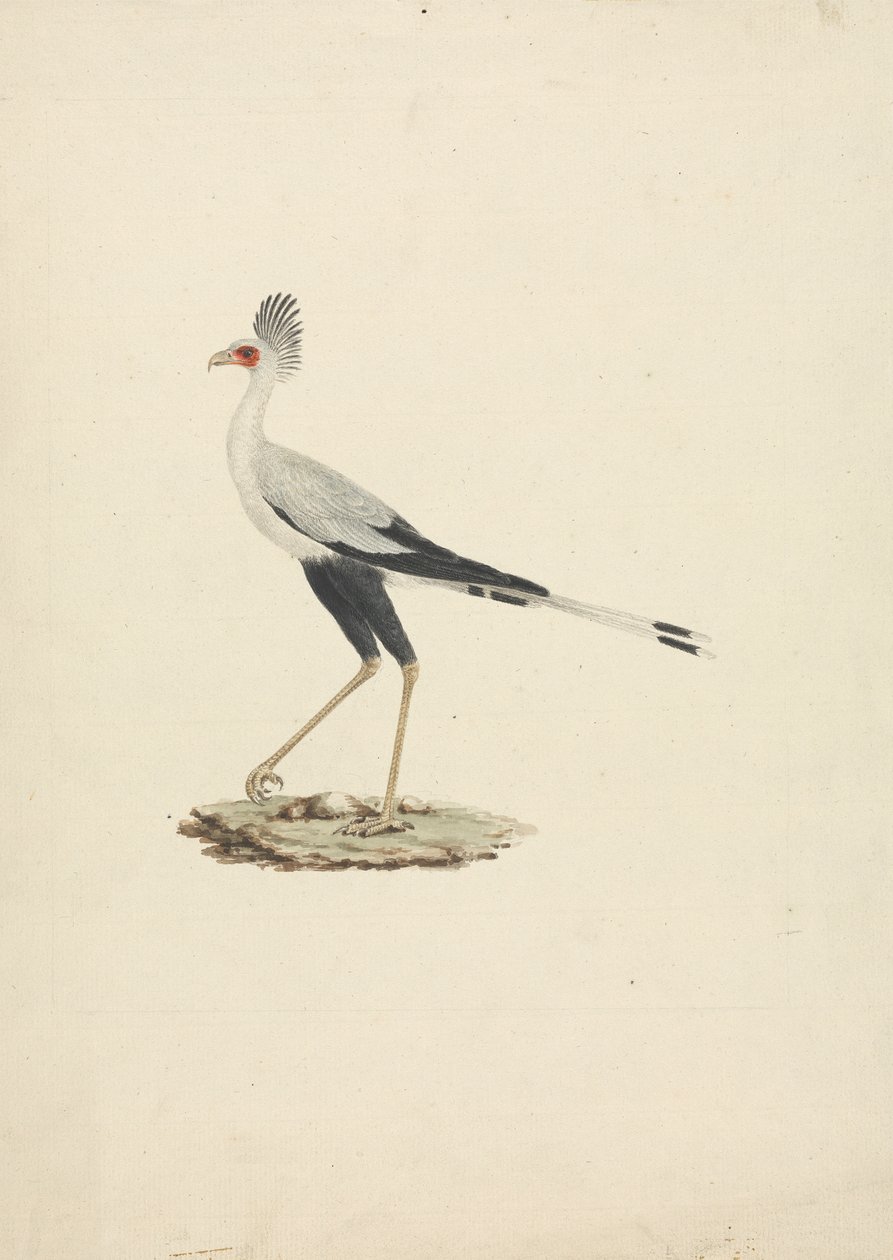 Sagittarius serpentarius (Secretarisvogel) door James Bruce