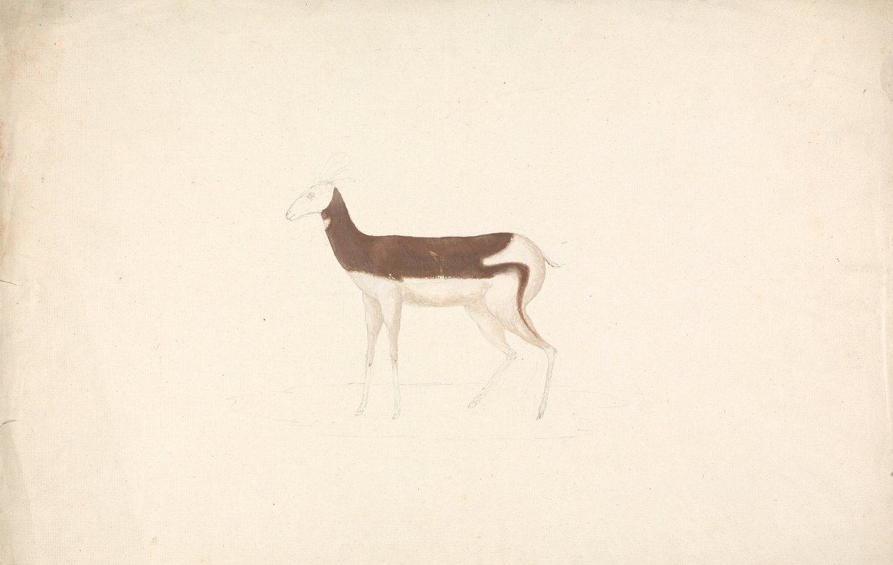 Ongeïdentificeerd hoefdier door James Bruce