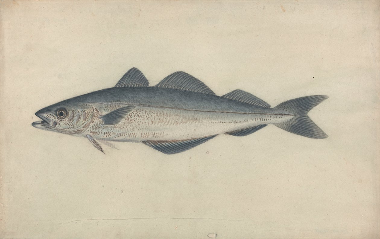 Koolvis door James Sowerby