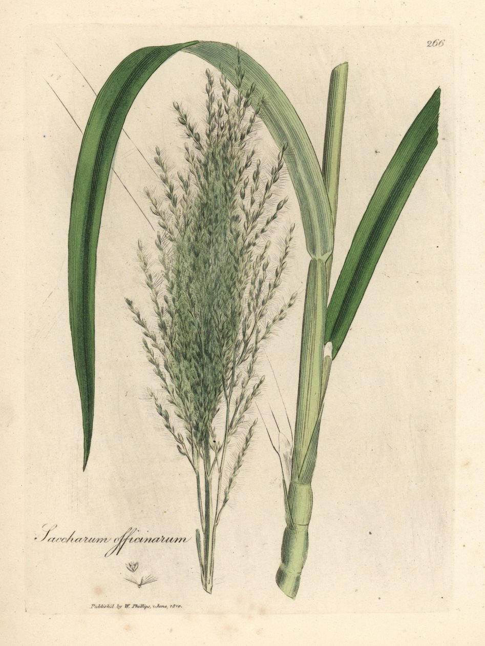 Gewone suikerriet, Saccharum officinarum door James Sowerby
