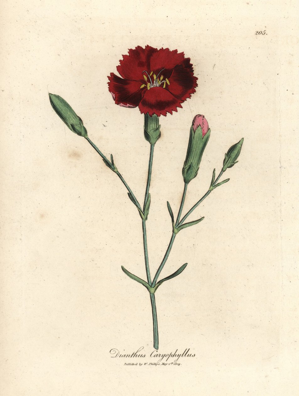 Karmozijnrode anjer, kruidnagelroos, Dianthus caryophyllus door James Sowerby
