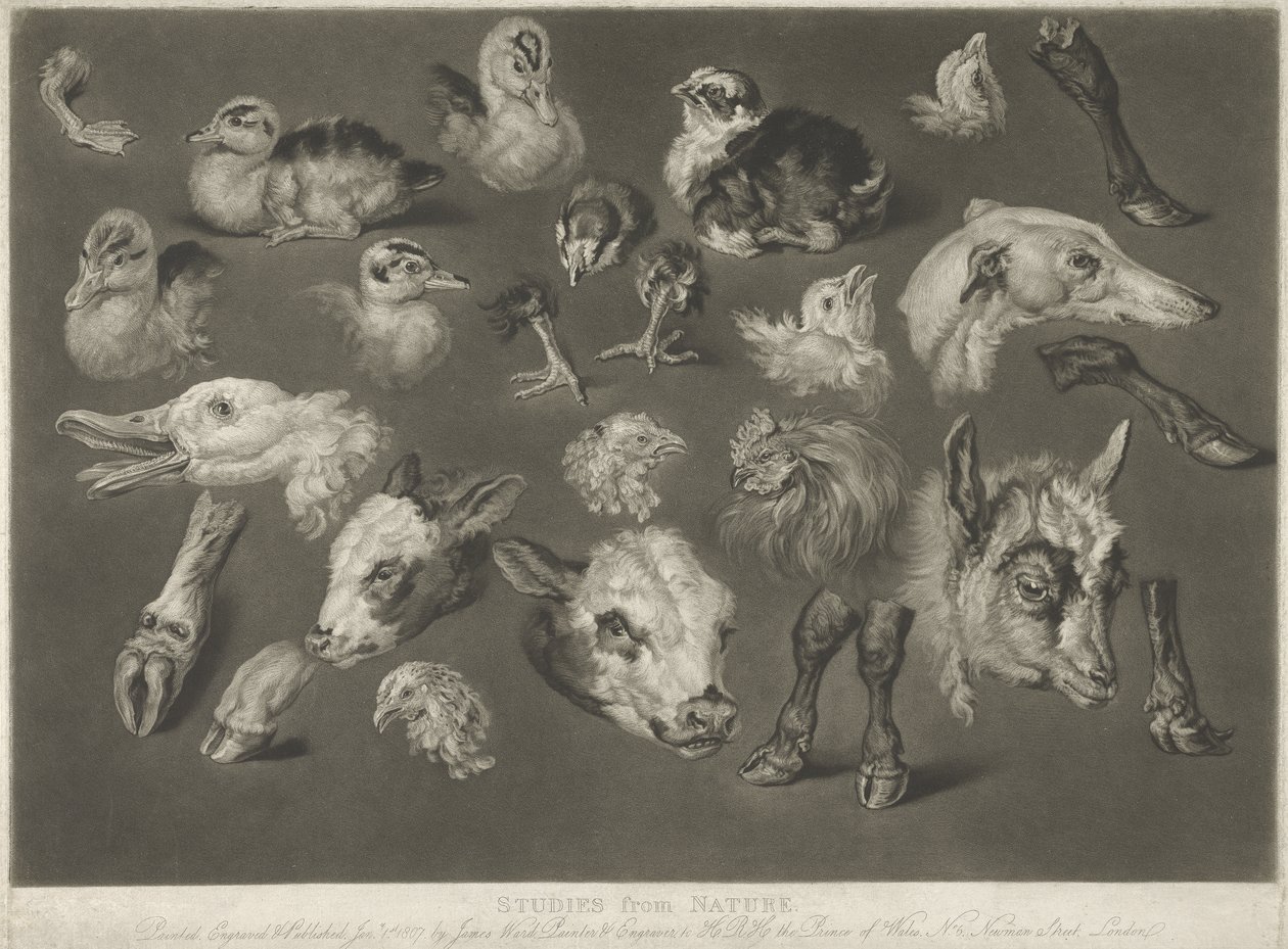 Studies uit de Natuur, 1807 door James Ward