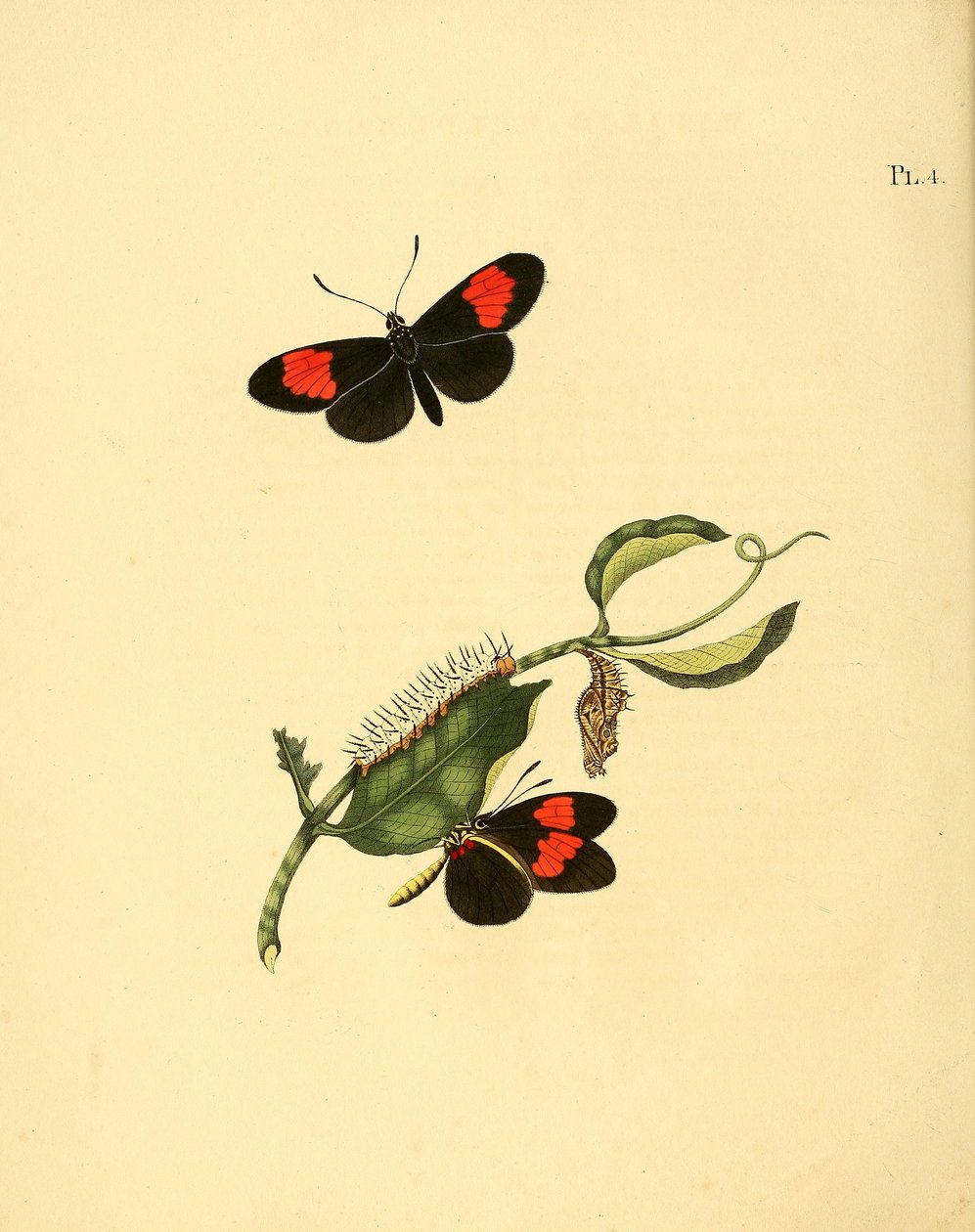 Heliconius melpomene door Jan Christiaen Sepp