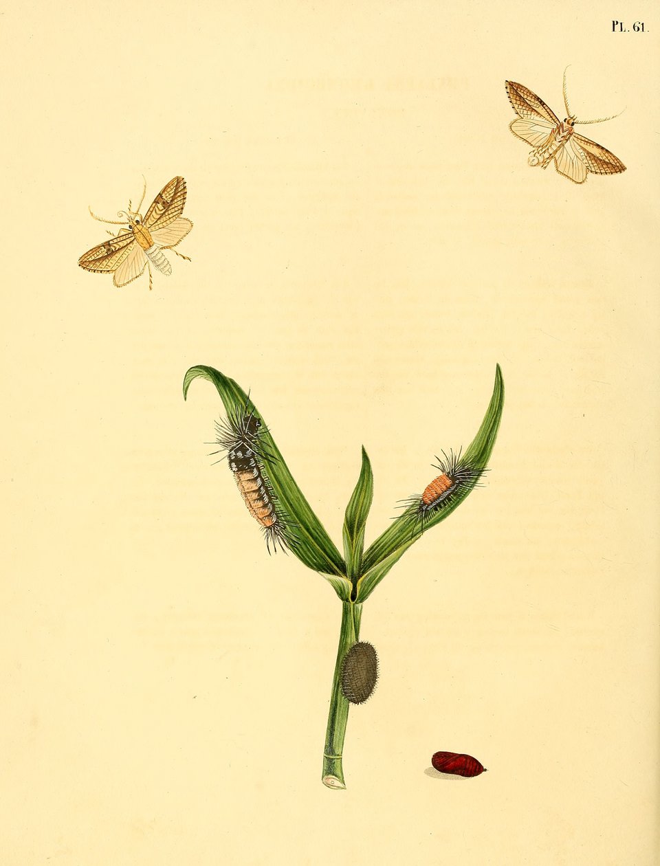 Ongeïdentificeerde vlinder, beschreven als Phalaena rhomboidea door Jan Christiaen Sepp