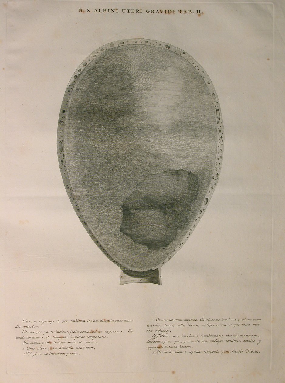 Albinus, Uterus, Pl. II, illustratie uit 