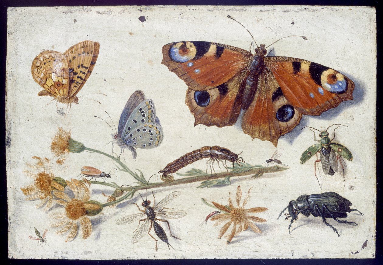 Drie Vlinders, een Kever en andere Insecten, met een Snede van Jacobskruiskruid, vroege jaren 1650 (olie op koper) door Jan van Kessel the Elder