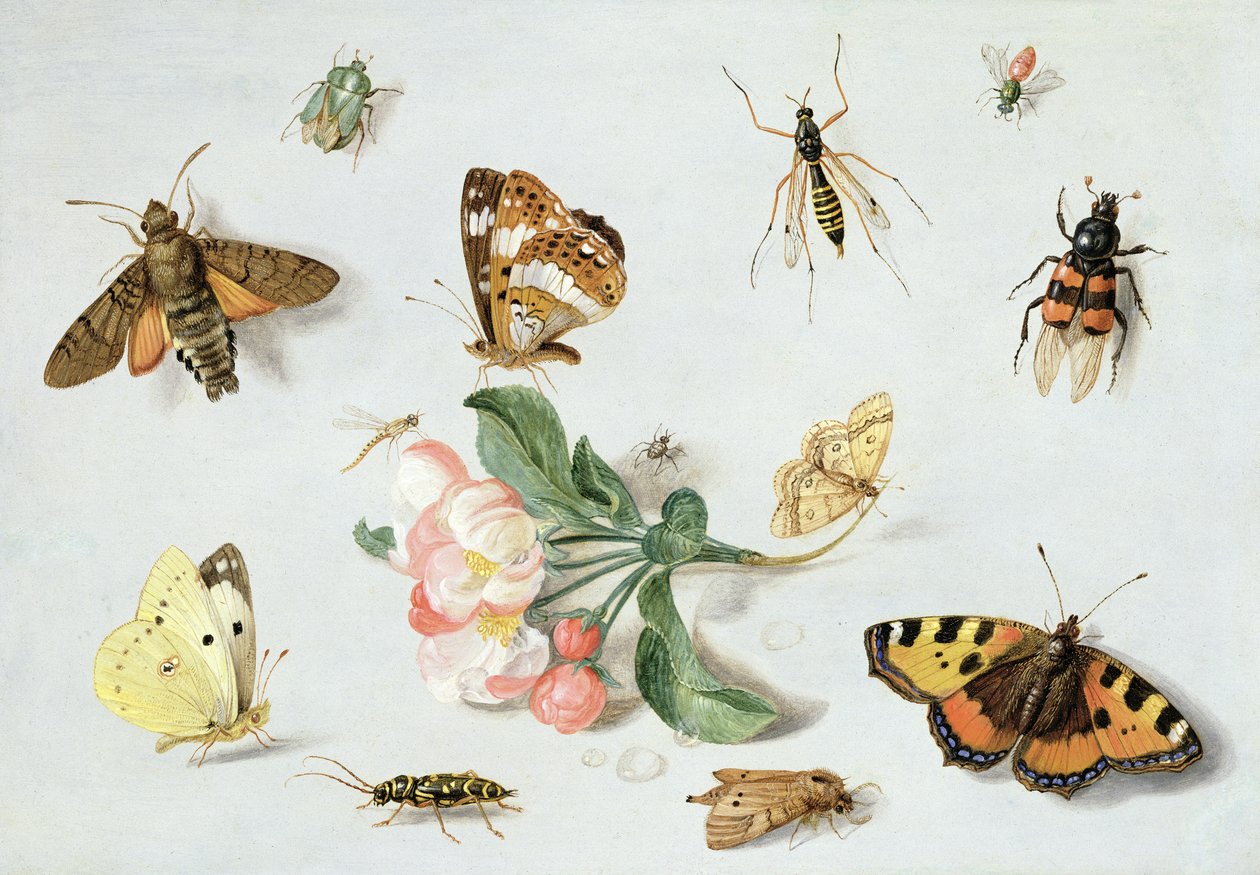 Vlinders, motten en andere insecten met een takje appelbloesem door Jan van Kessel the Elder