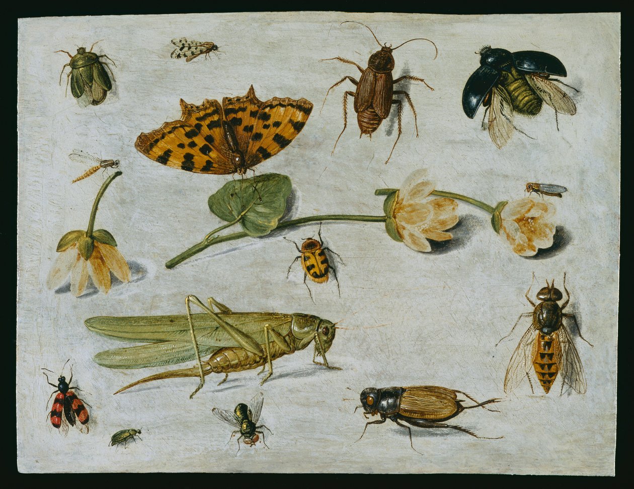 Insecten door Jan van Kessel the Elder