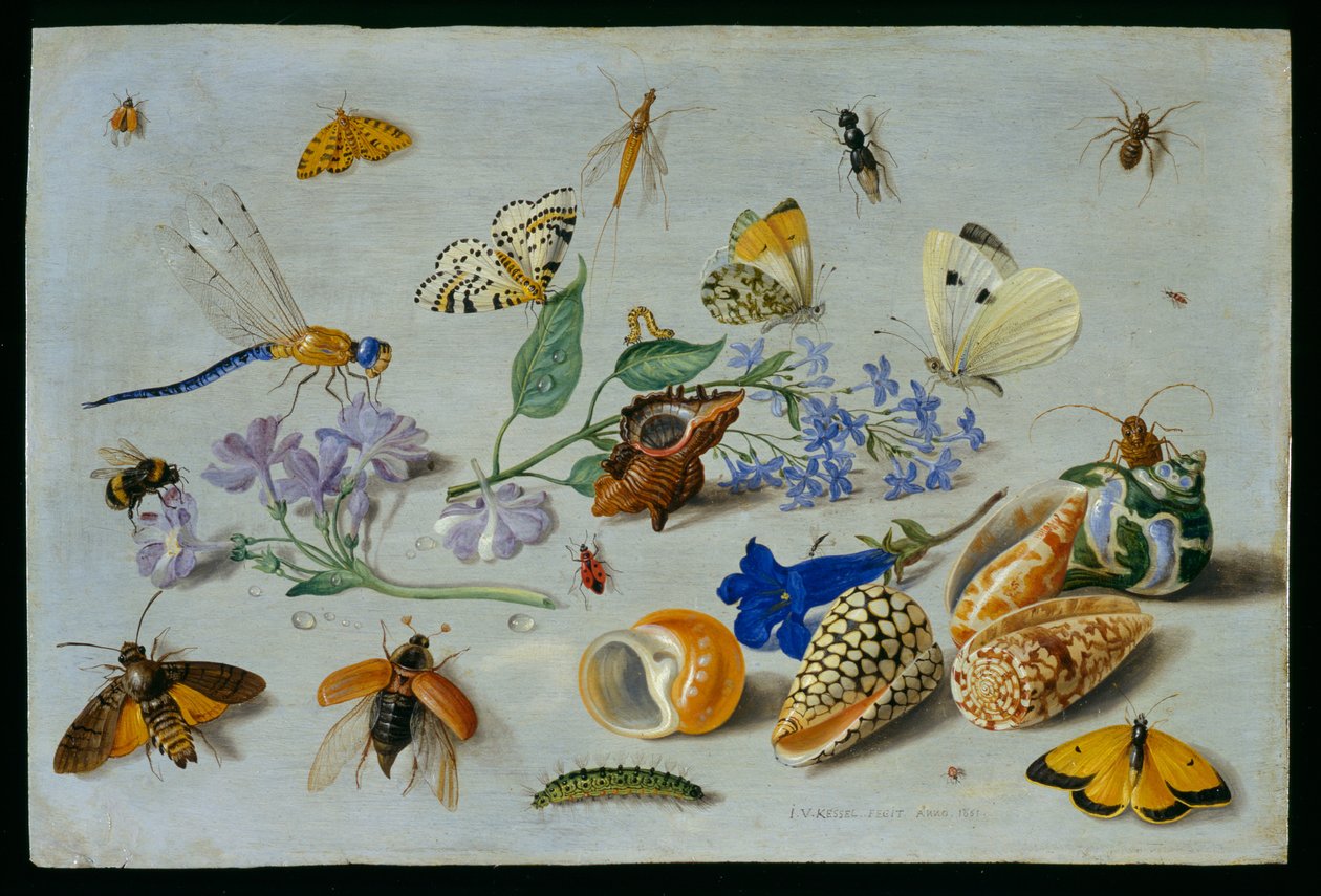 Vlinders en andere insecten, 1661 door Jan van Kessel the Elder