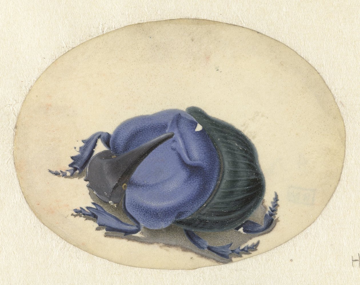 Blauwe kever (Dieren) door Jan Augustin van der Goes