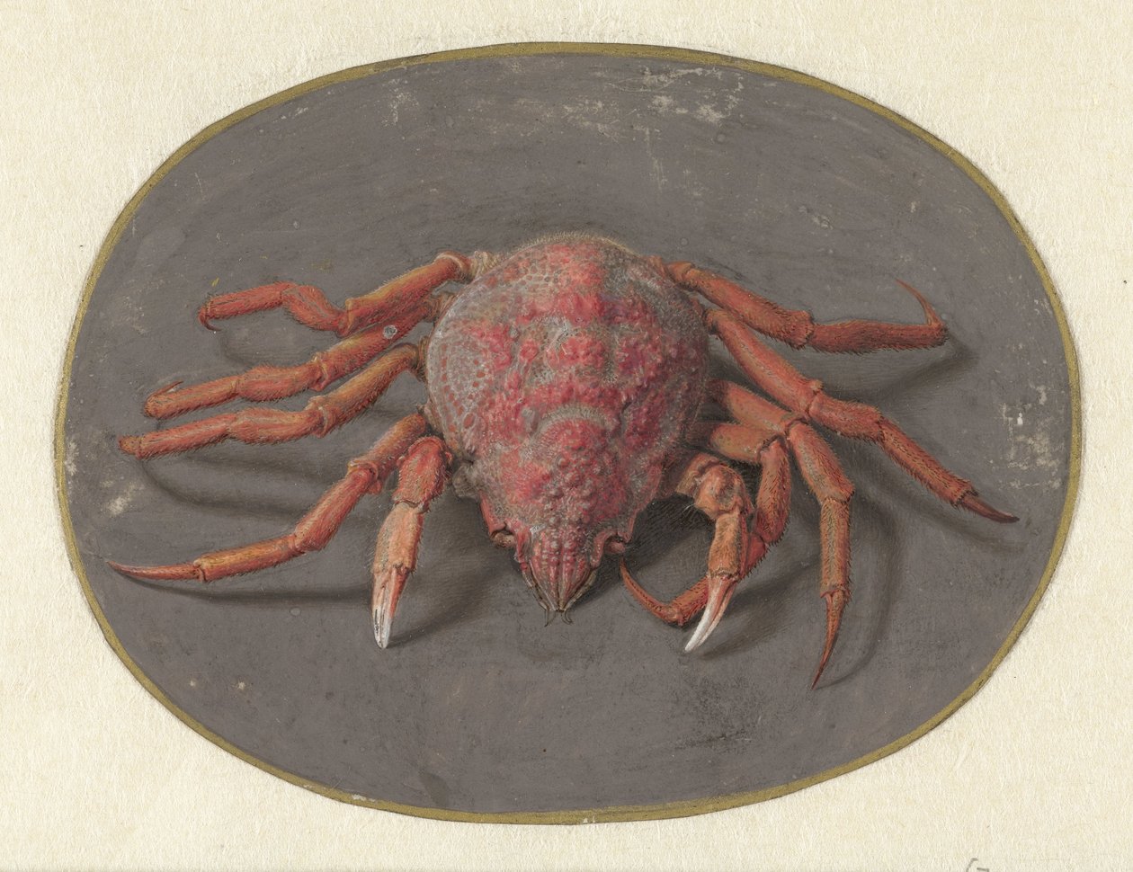 Krab door Jan Augustin van der Goes