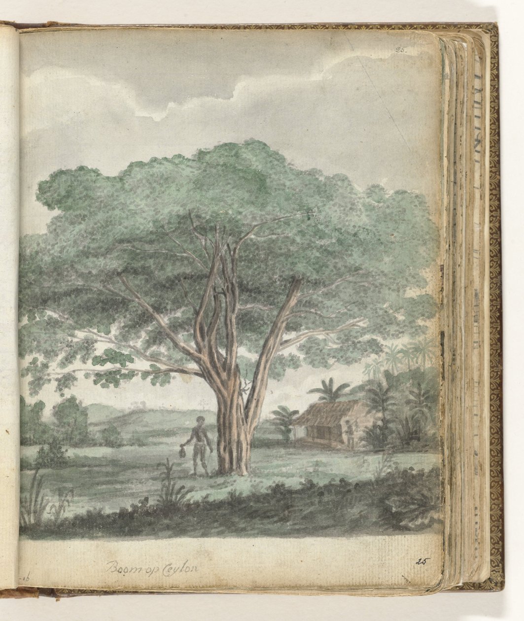 Boom op Ceylon door Jan Brandes