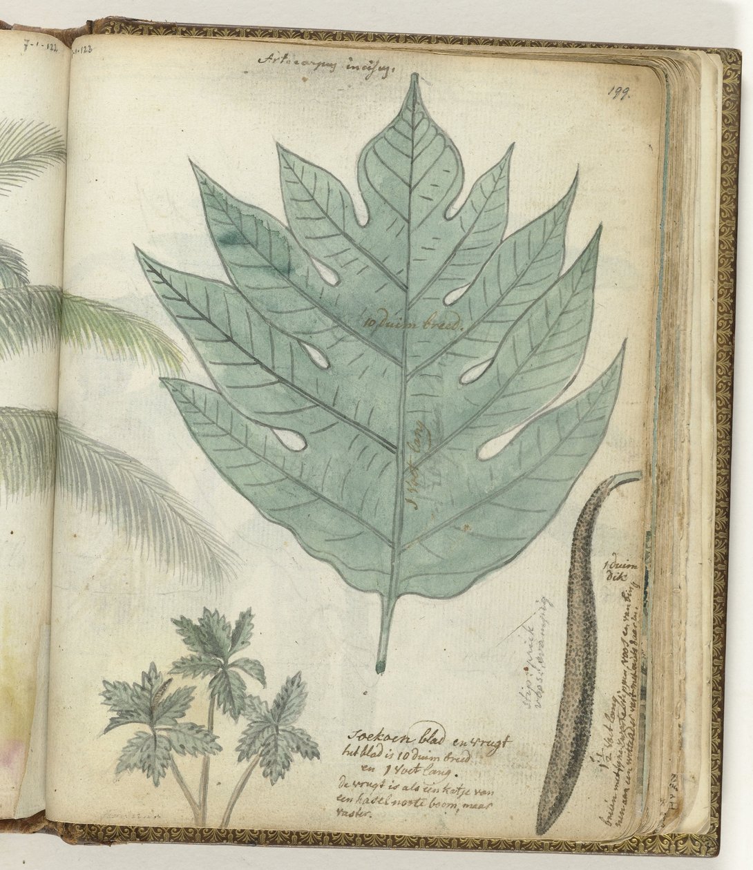Soekoenblad en vrucht door Jan Brandes