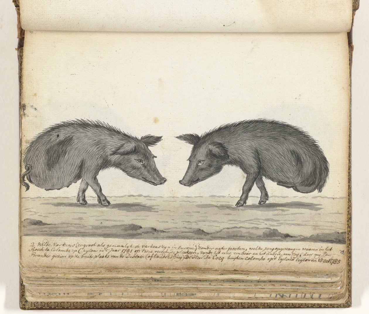 Varkens zonder achterpoten door Jan Brandes