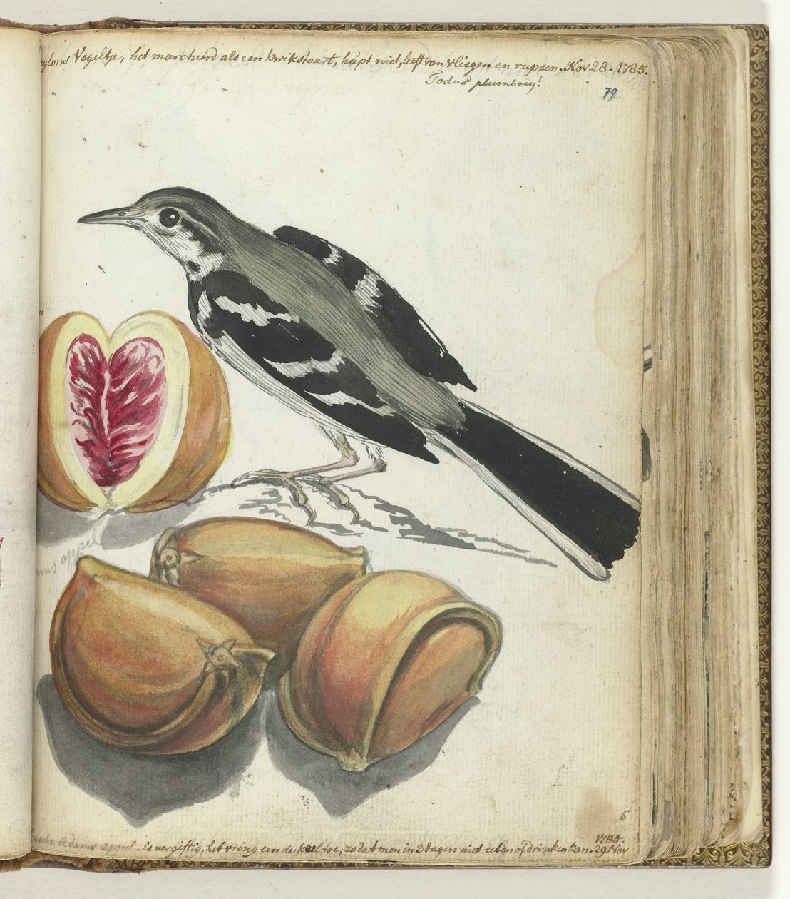 Kwikstaart met fruit door Jan Brandes
