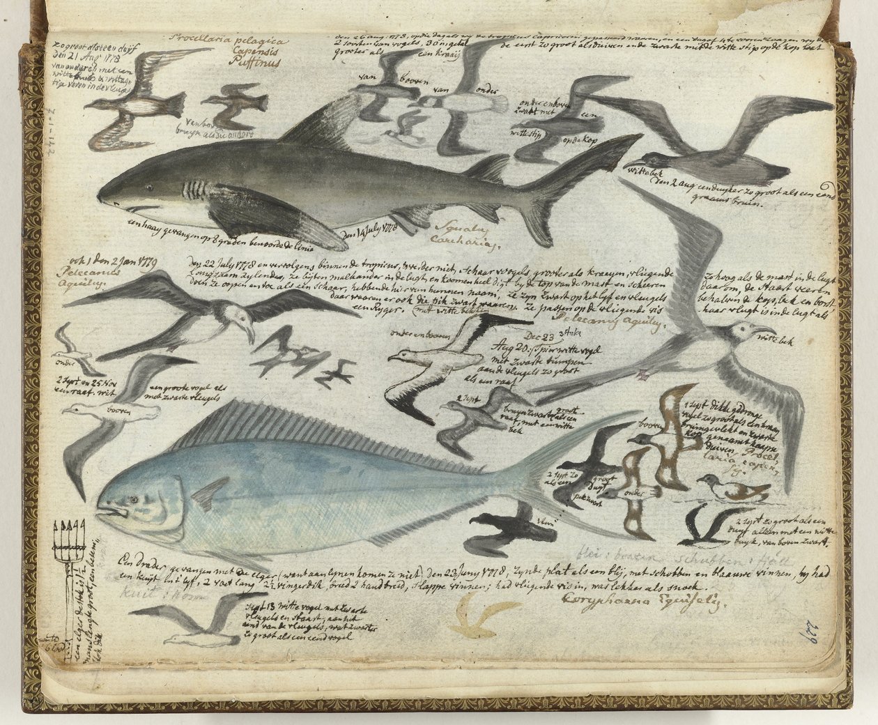 Zeevogels en zeevissen door Jan Brandes