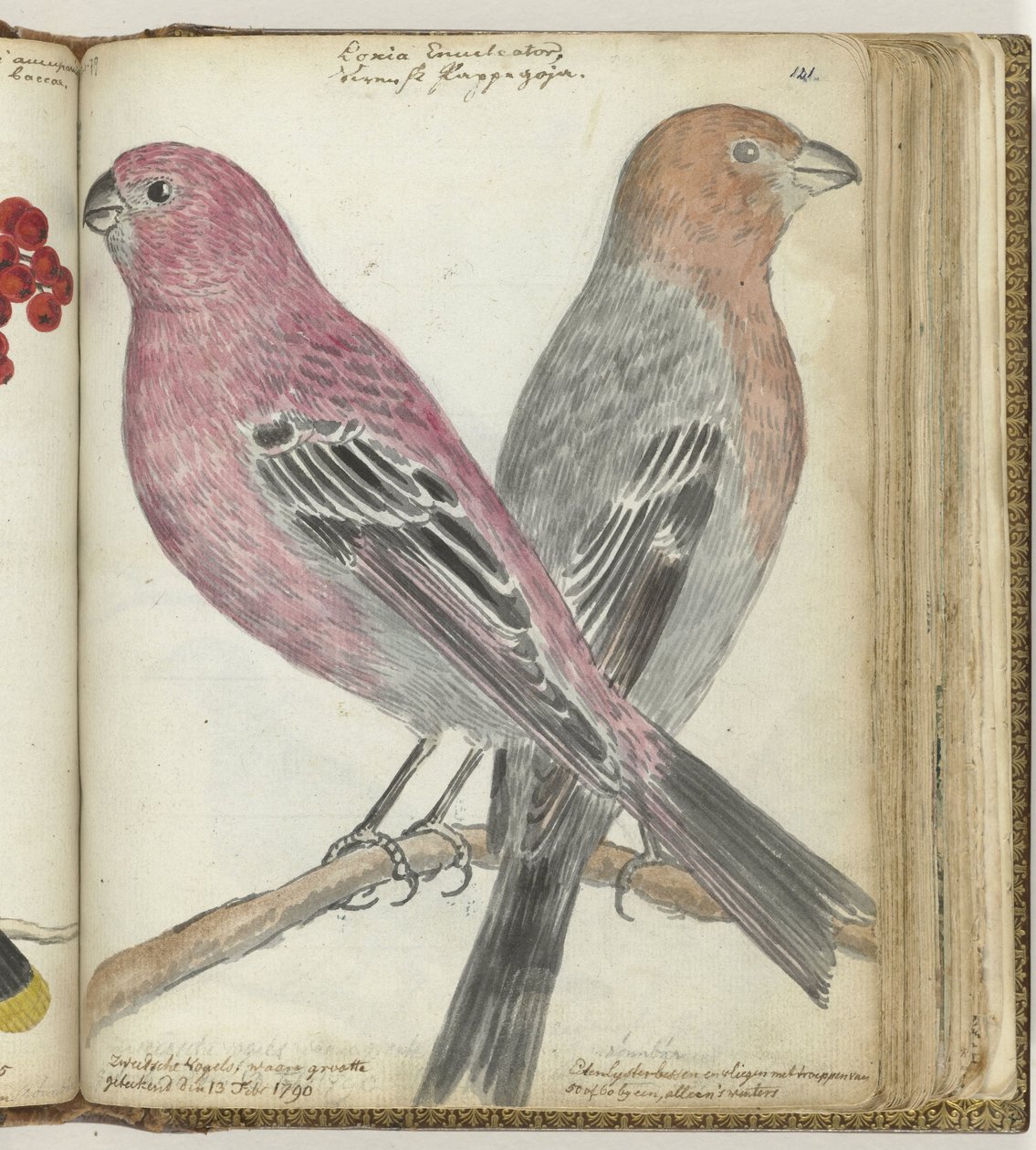 Zweedse vogels door Jan Brandes