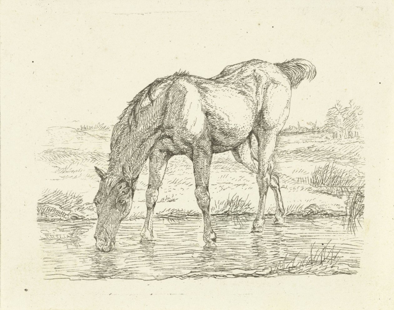 Drinkend paard door Jan Dasveldt