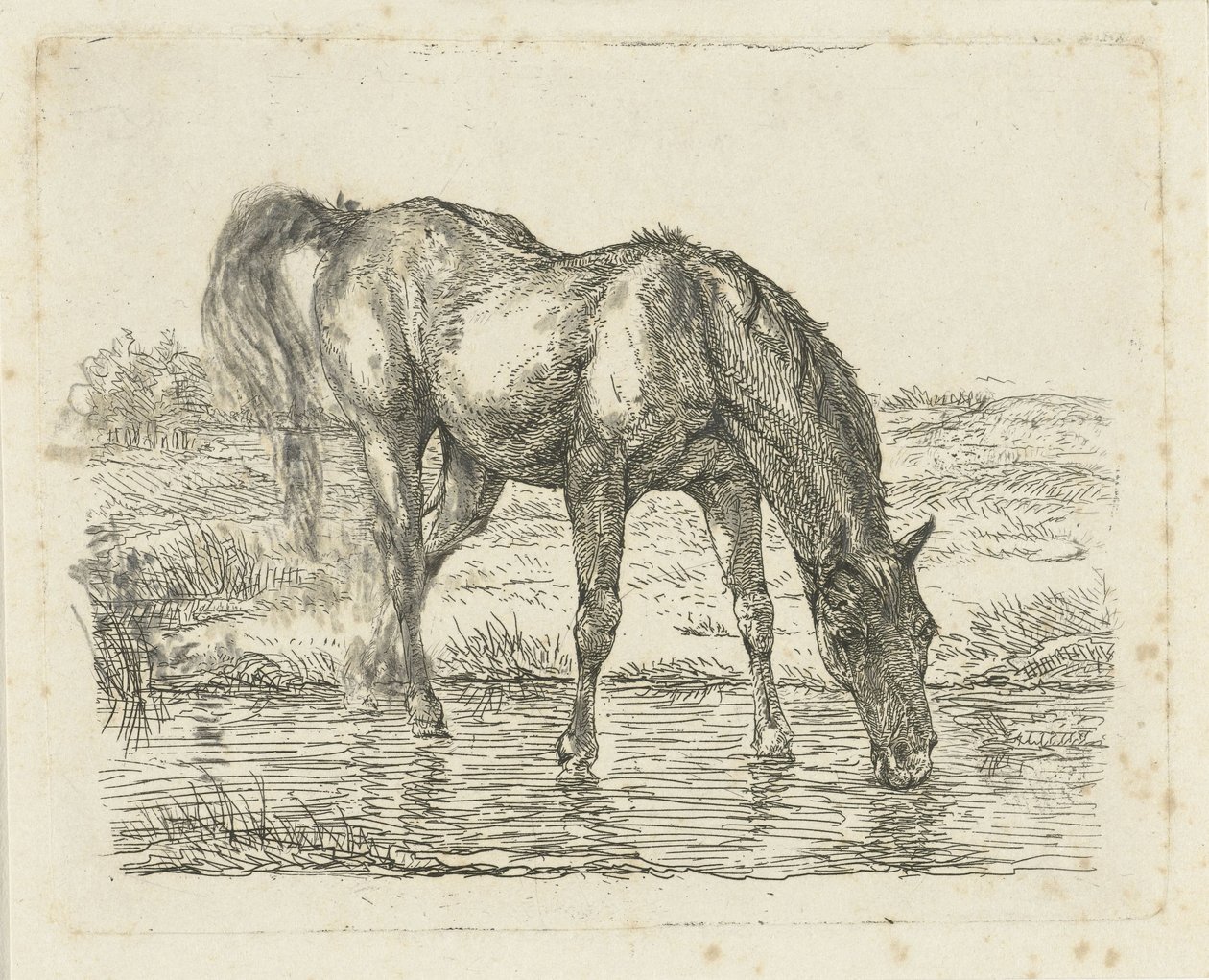 Drinkend paard door Jan Dasveldt