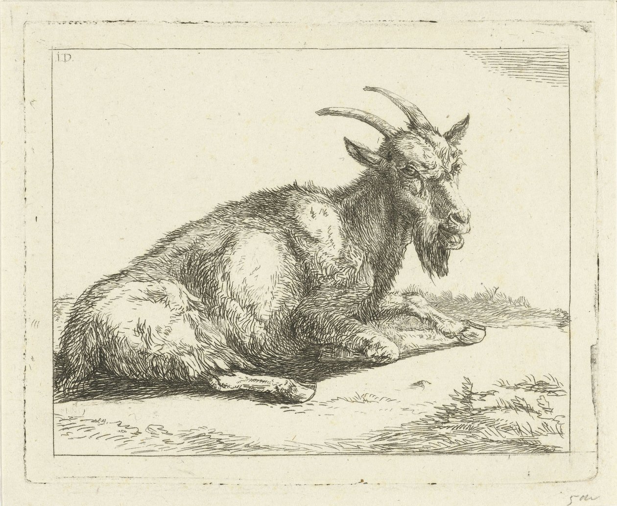 Geit door Jan Dasveldt