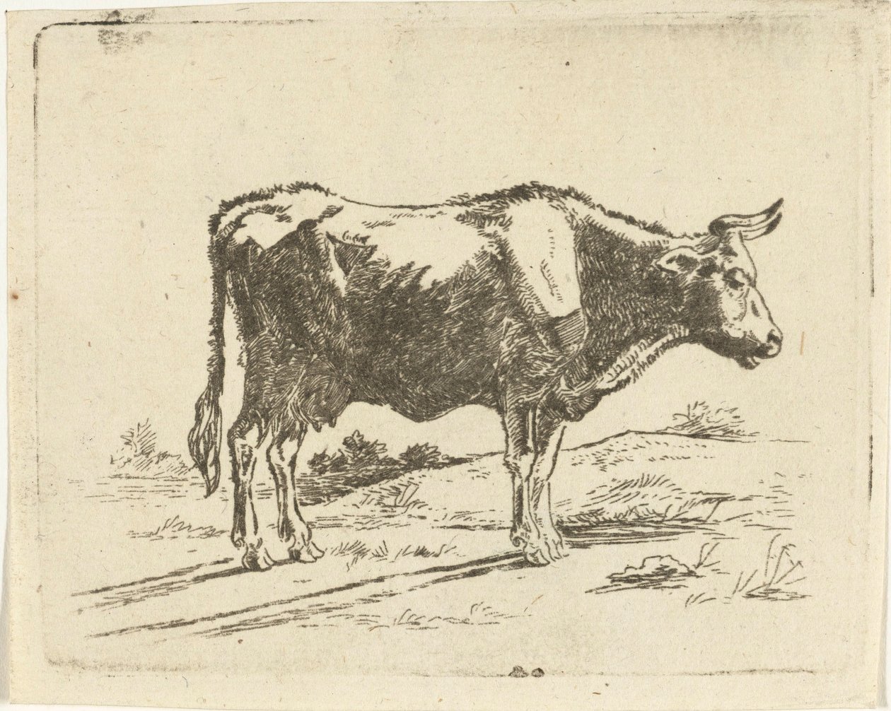 Staande koe door Jan Dasveldt