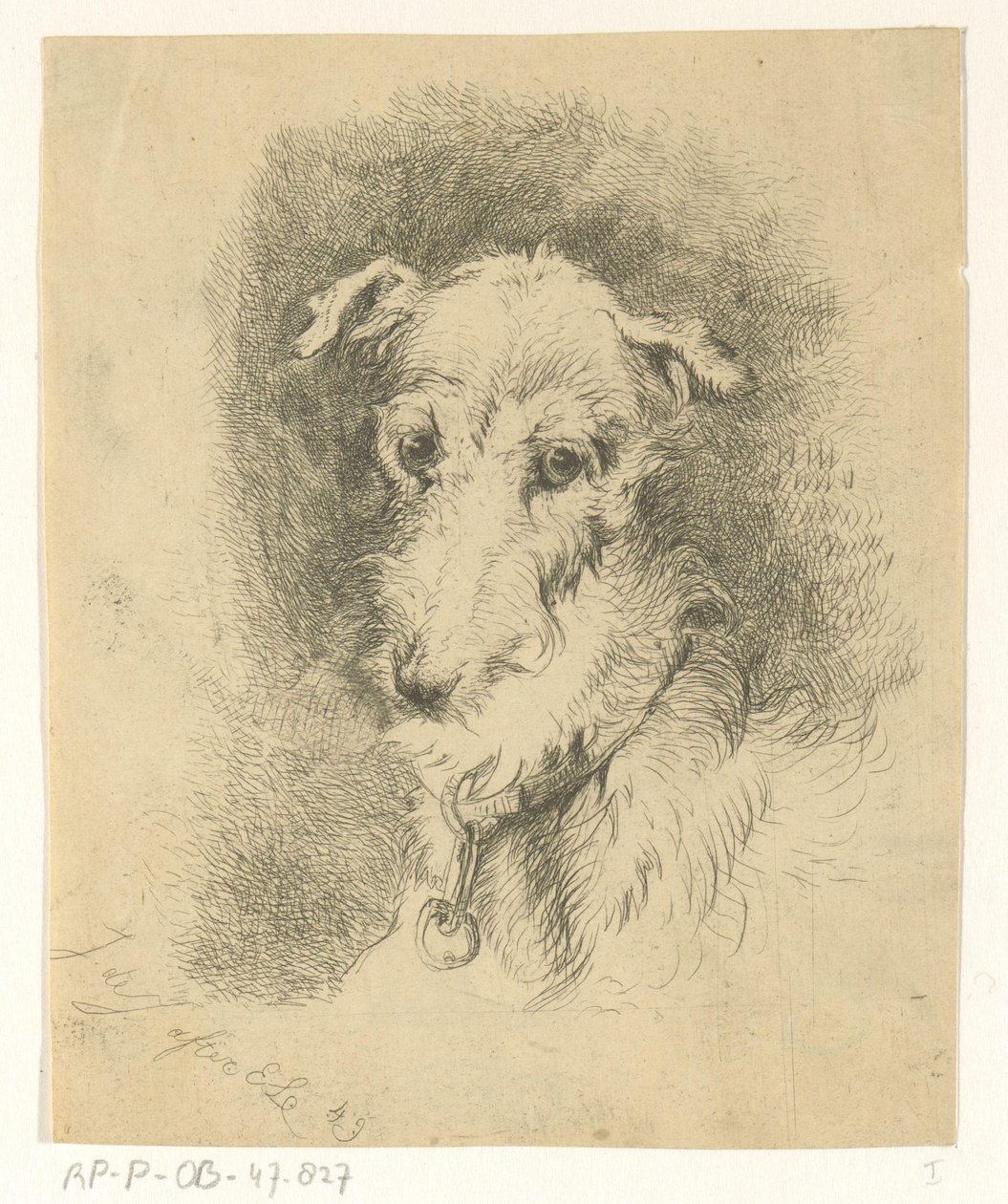 Kop van hazewindhond door Jan Karel Jacob de Jonge