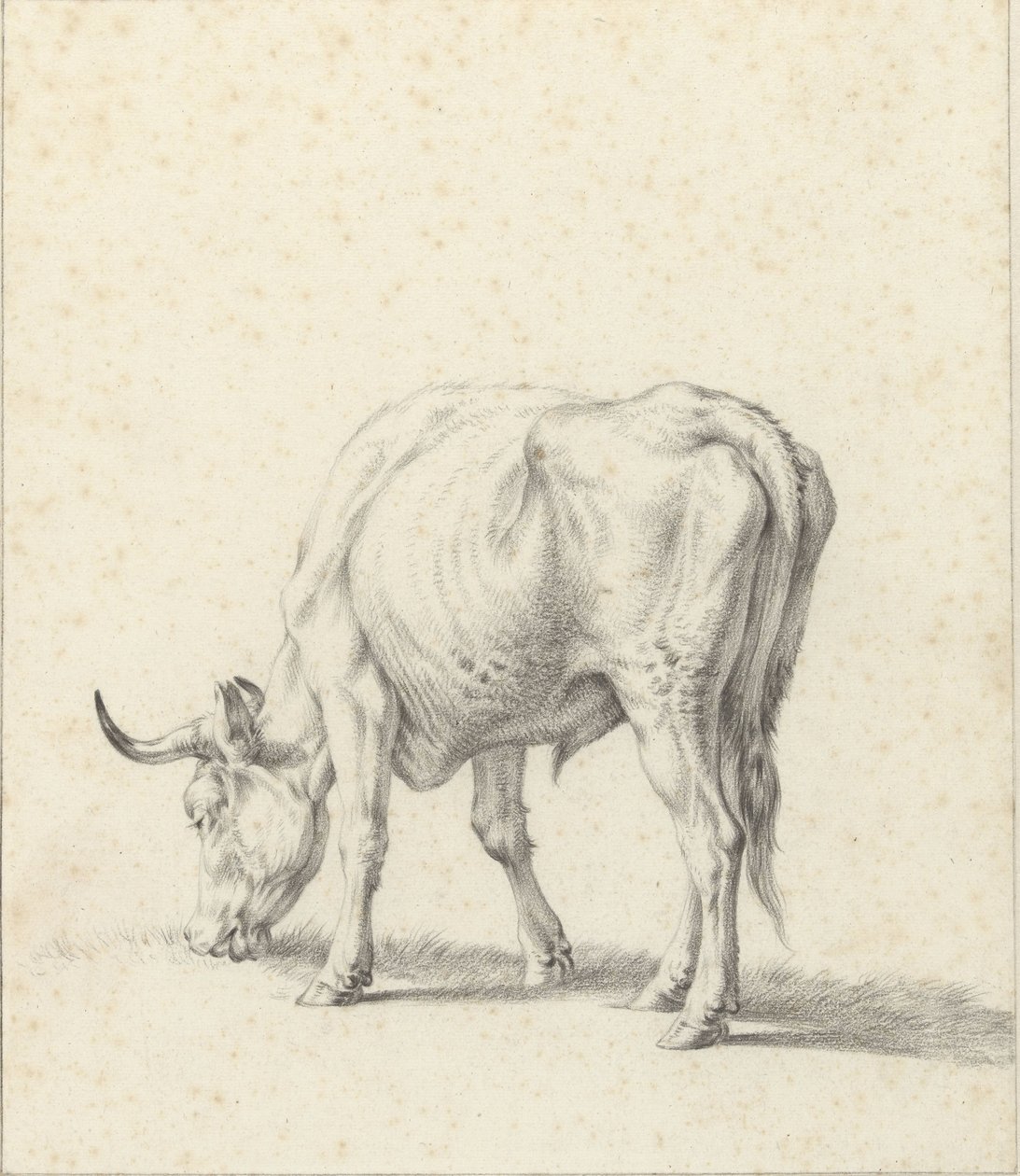 Grazende stier door Jan Kobell (II)