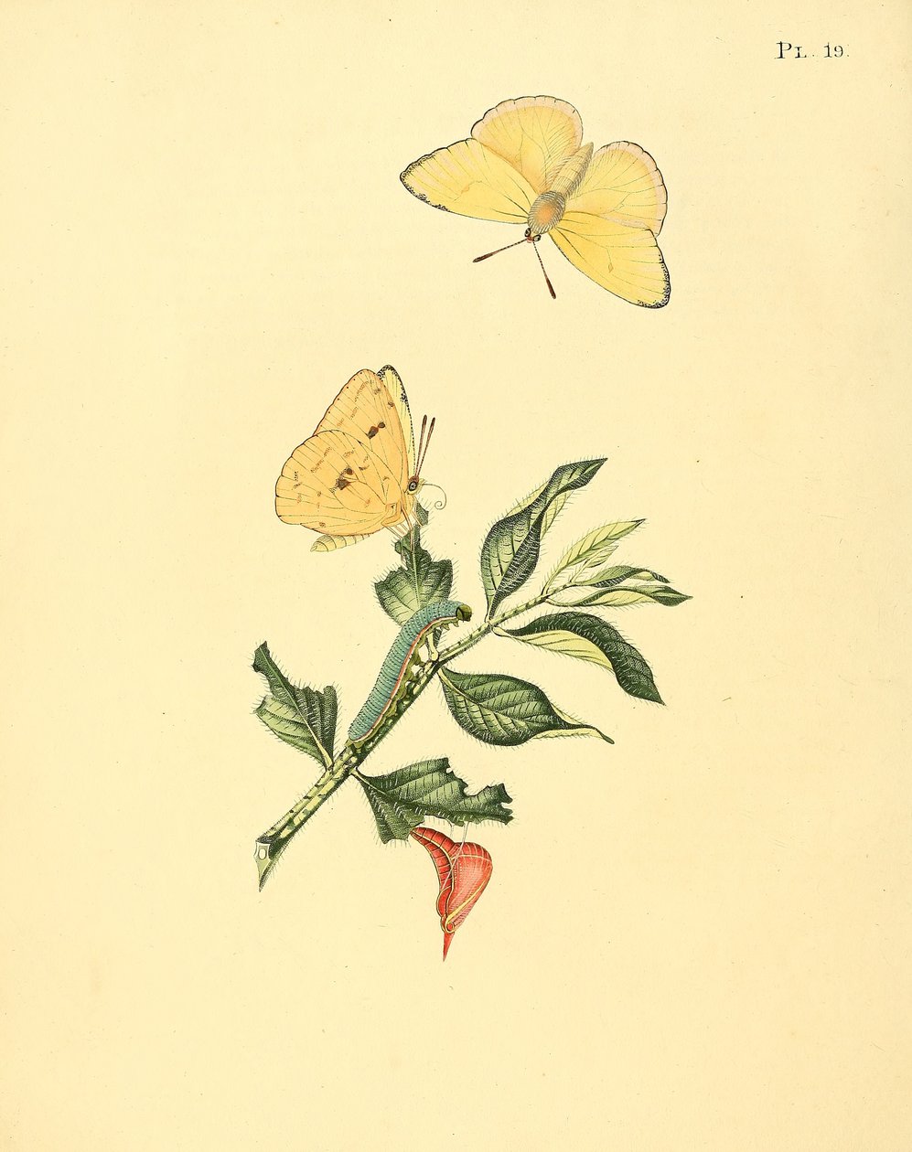 Phoebis sennae (als syn. Papilio hyperici) door Jan Sepp