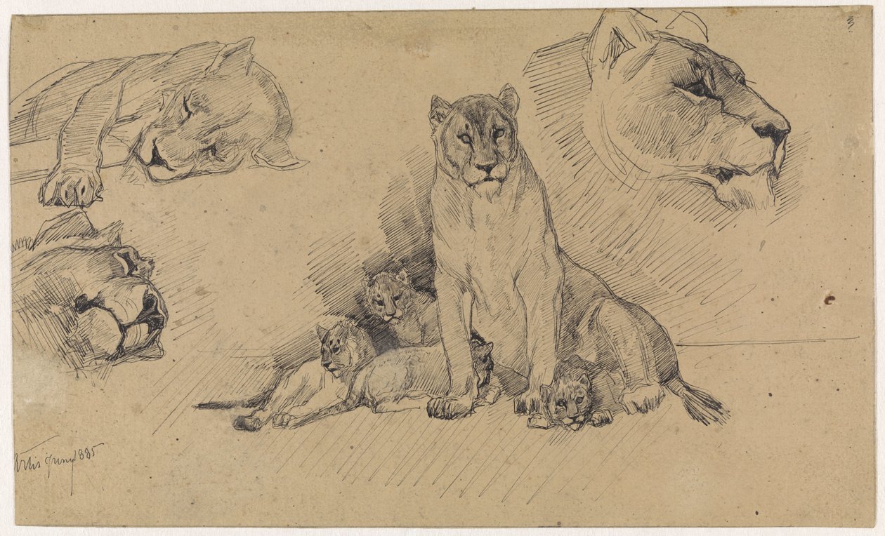 Studieblad met leeuwen en welpen door Jan van Essen