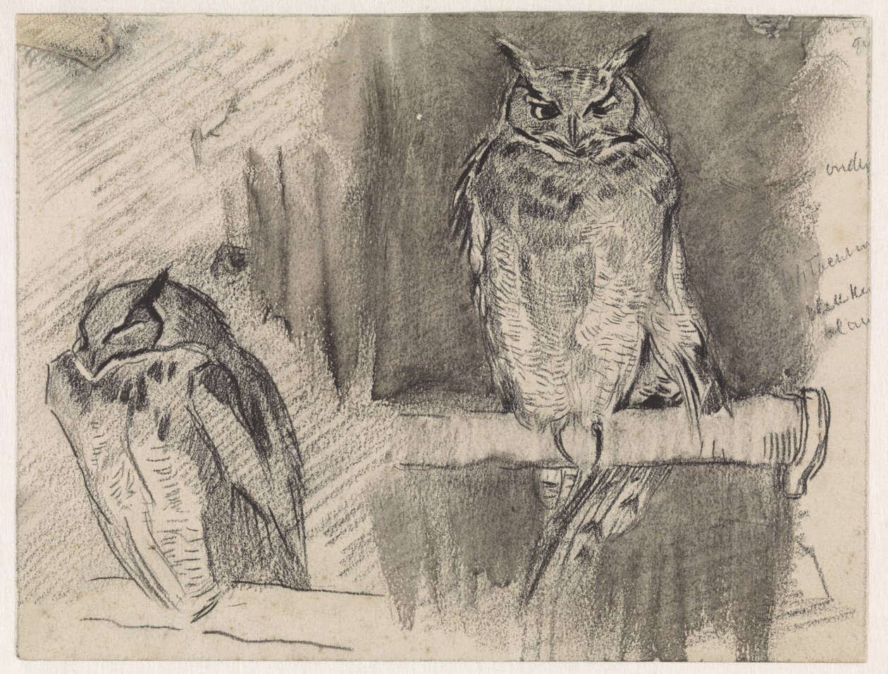 Twee studies van een uil door Jan van Essen