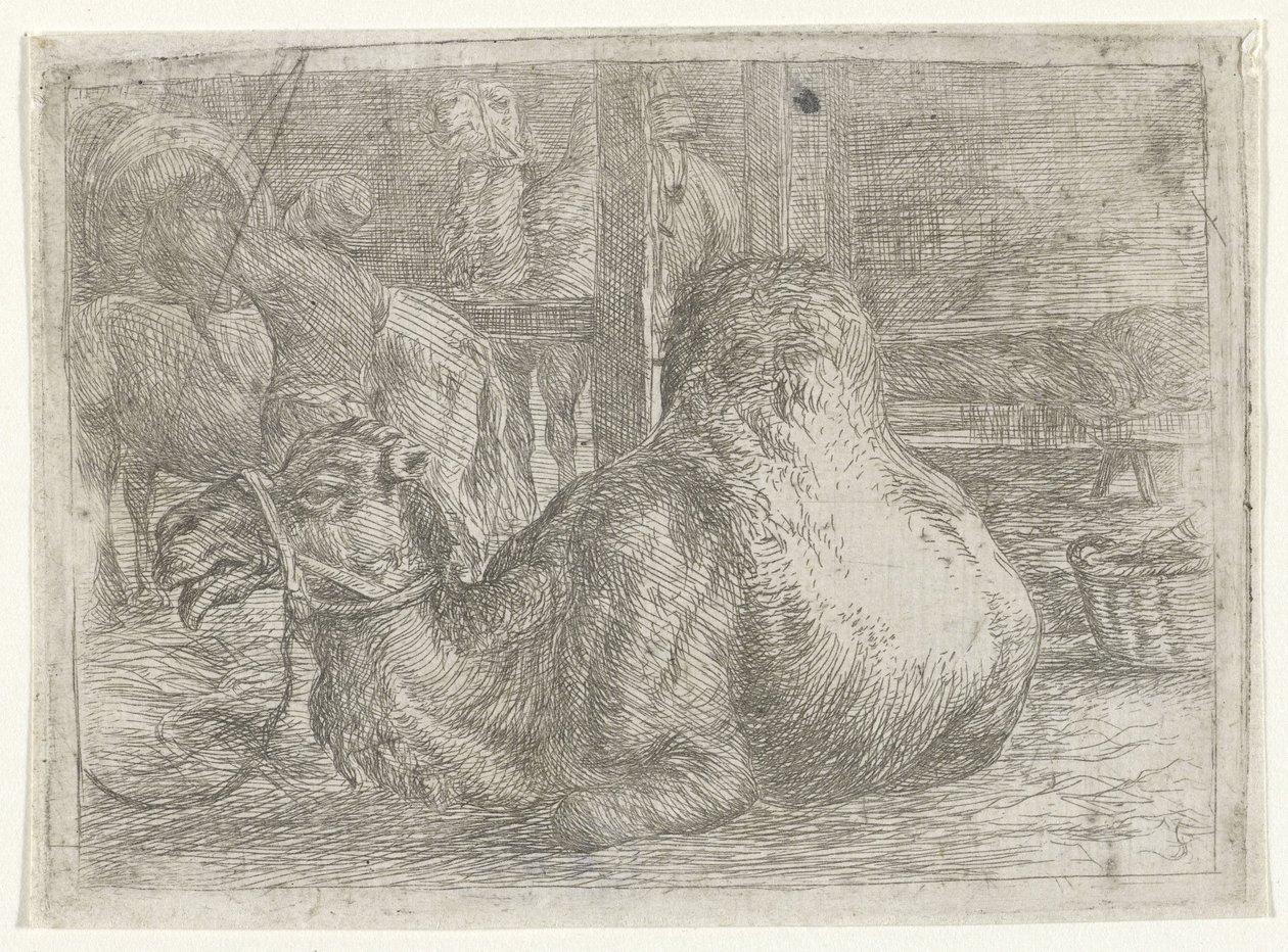 Liggende kameel door Jan van Ossenbeeck