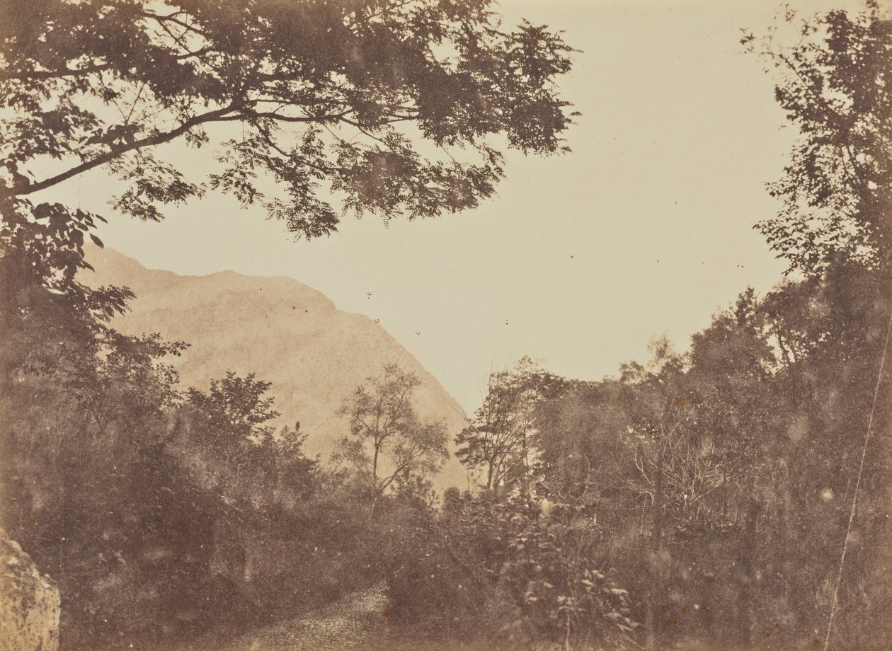 Acacia, Como door Jane Martha St. John