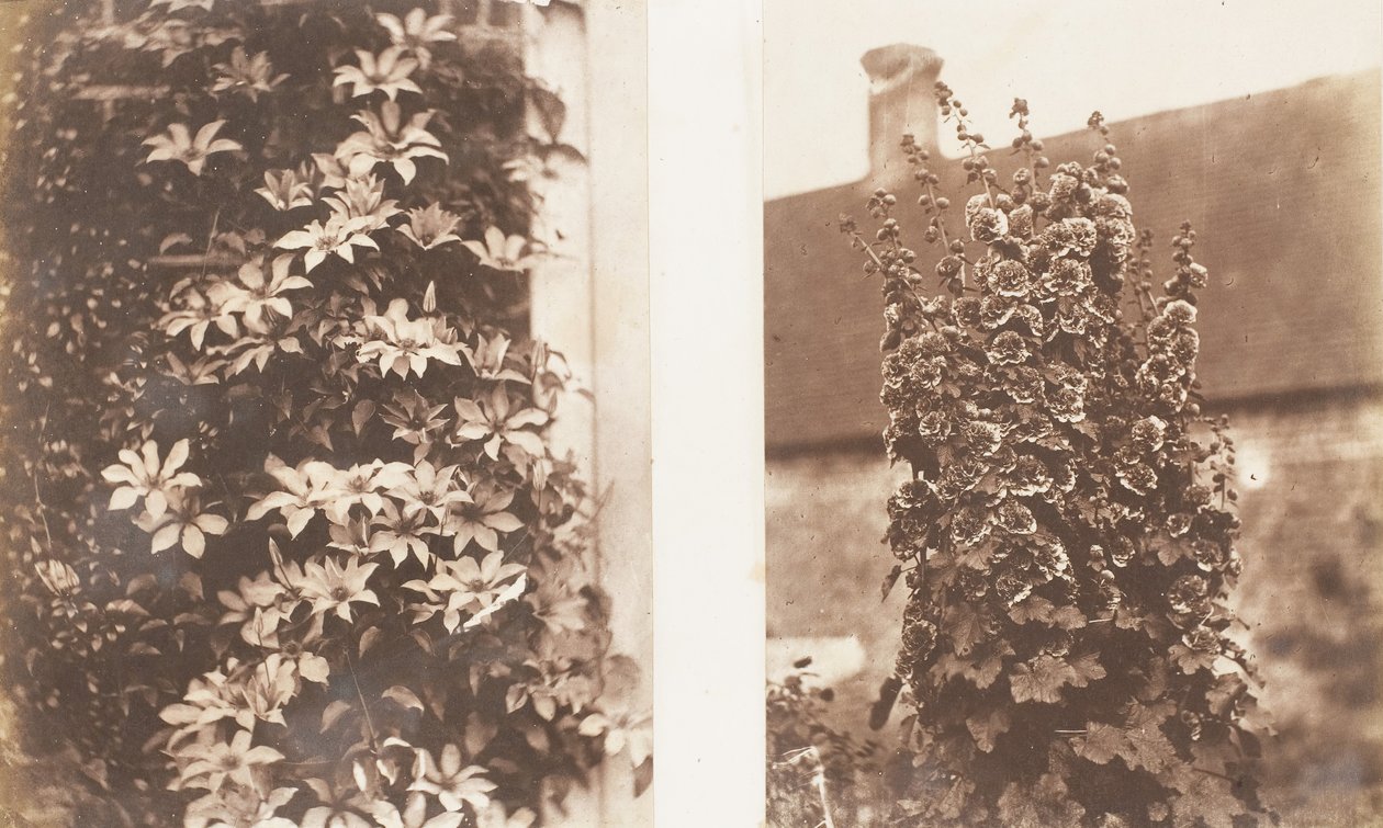 Clematis Cerulea, Stokrozen, 1853-56 door Jane Martha St. John