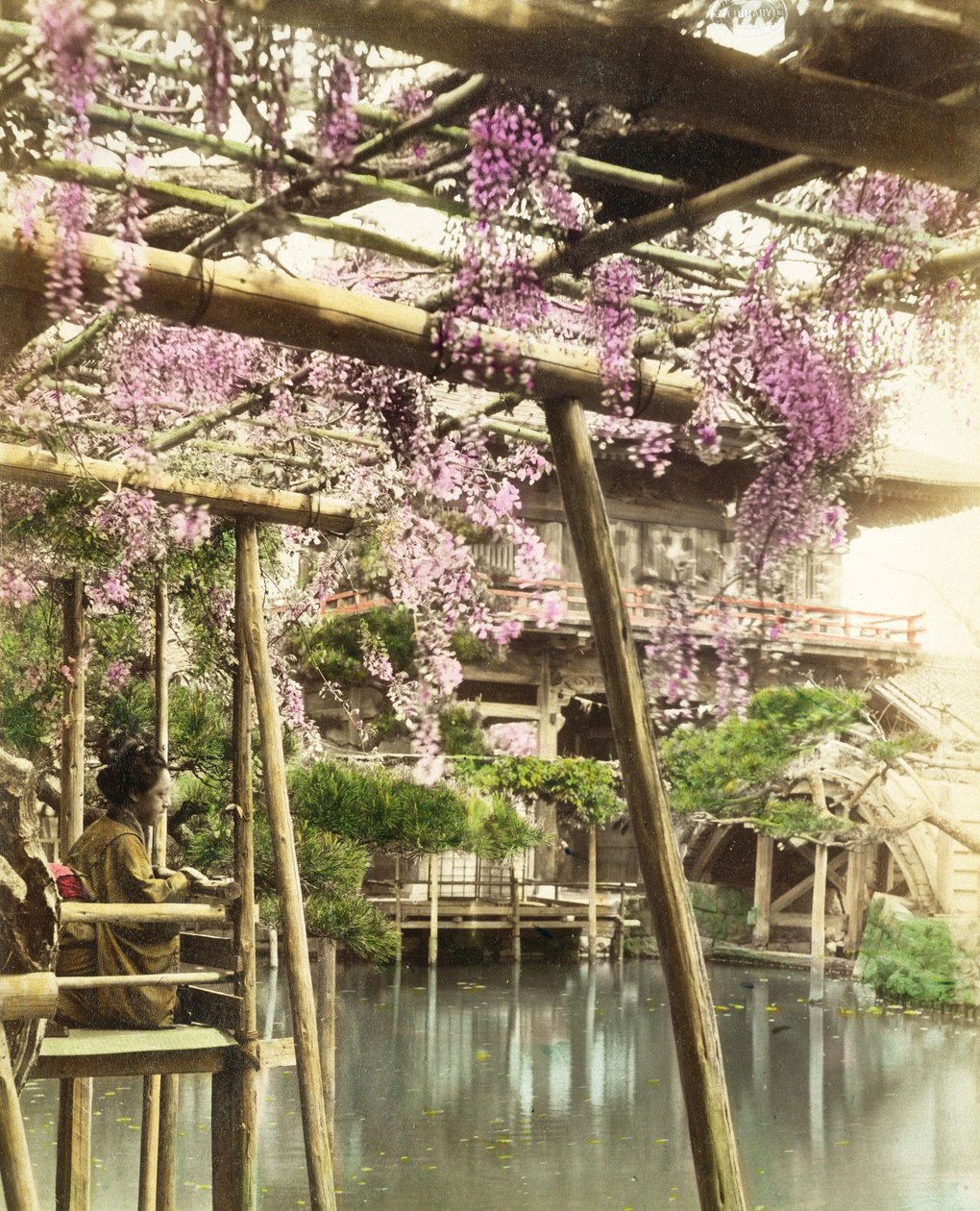 Wisteria bloesem, Kameido Temple Gardens, Tokio, begin 1890s door Japanese Photographer