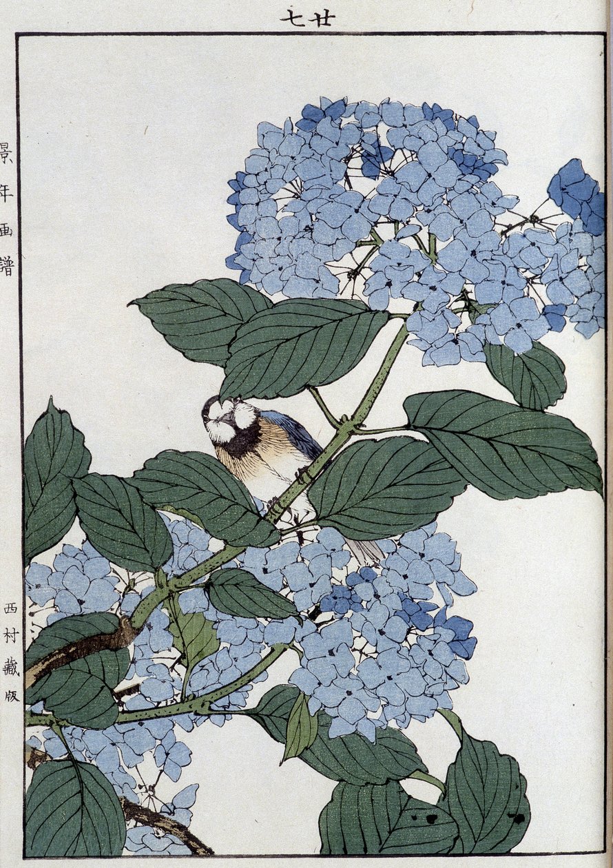 Vogel in hortensia