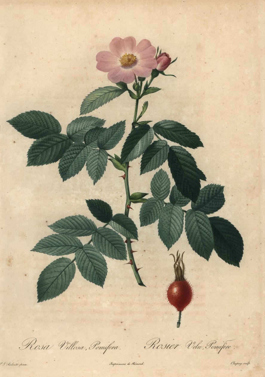 Roze appelroos, Rosa villosa. door Jean Baptiste Chapuy