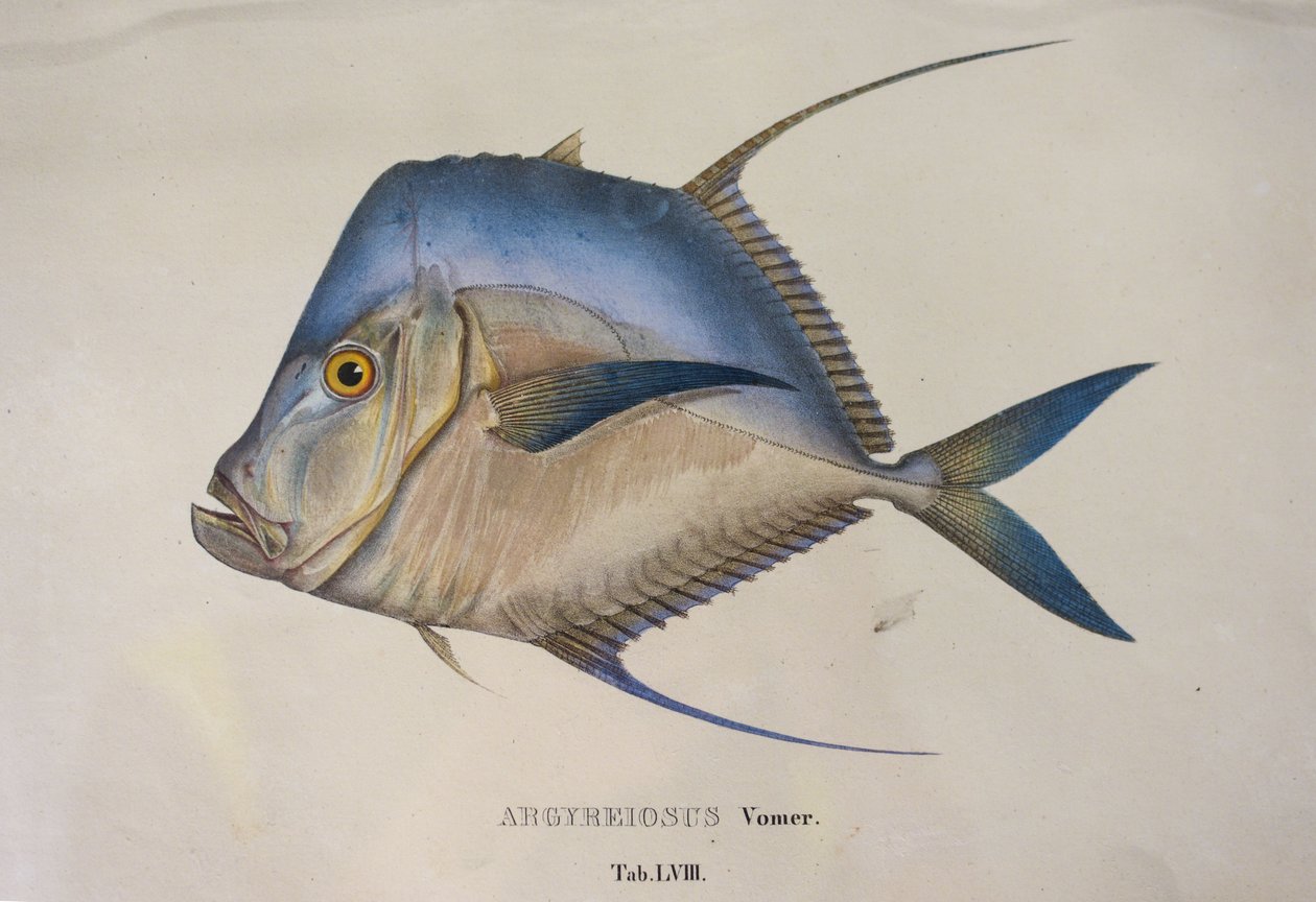 Argyreiosus vomer door Jean Baptiste Debret