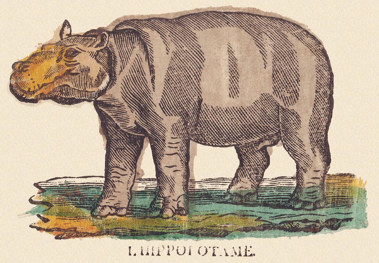 Het nijlpaard door Jean Baptiste Thiebault