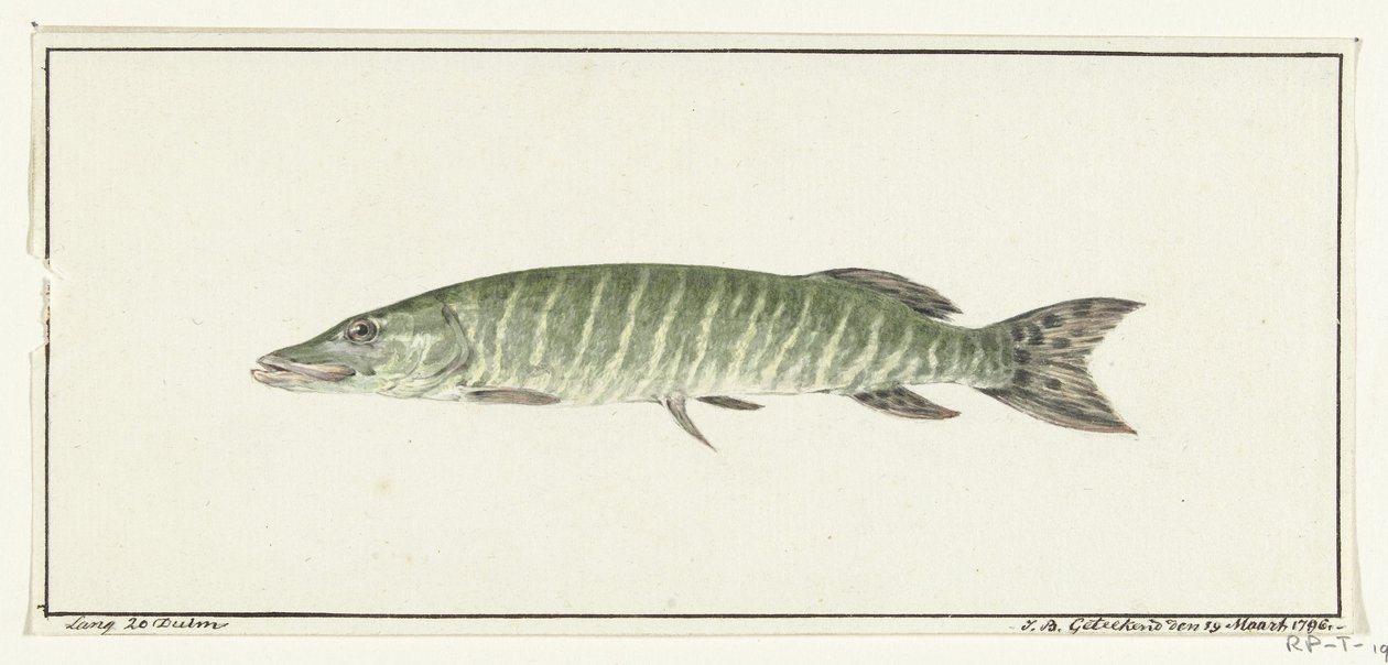 Snoek door Jean Bernard