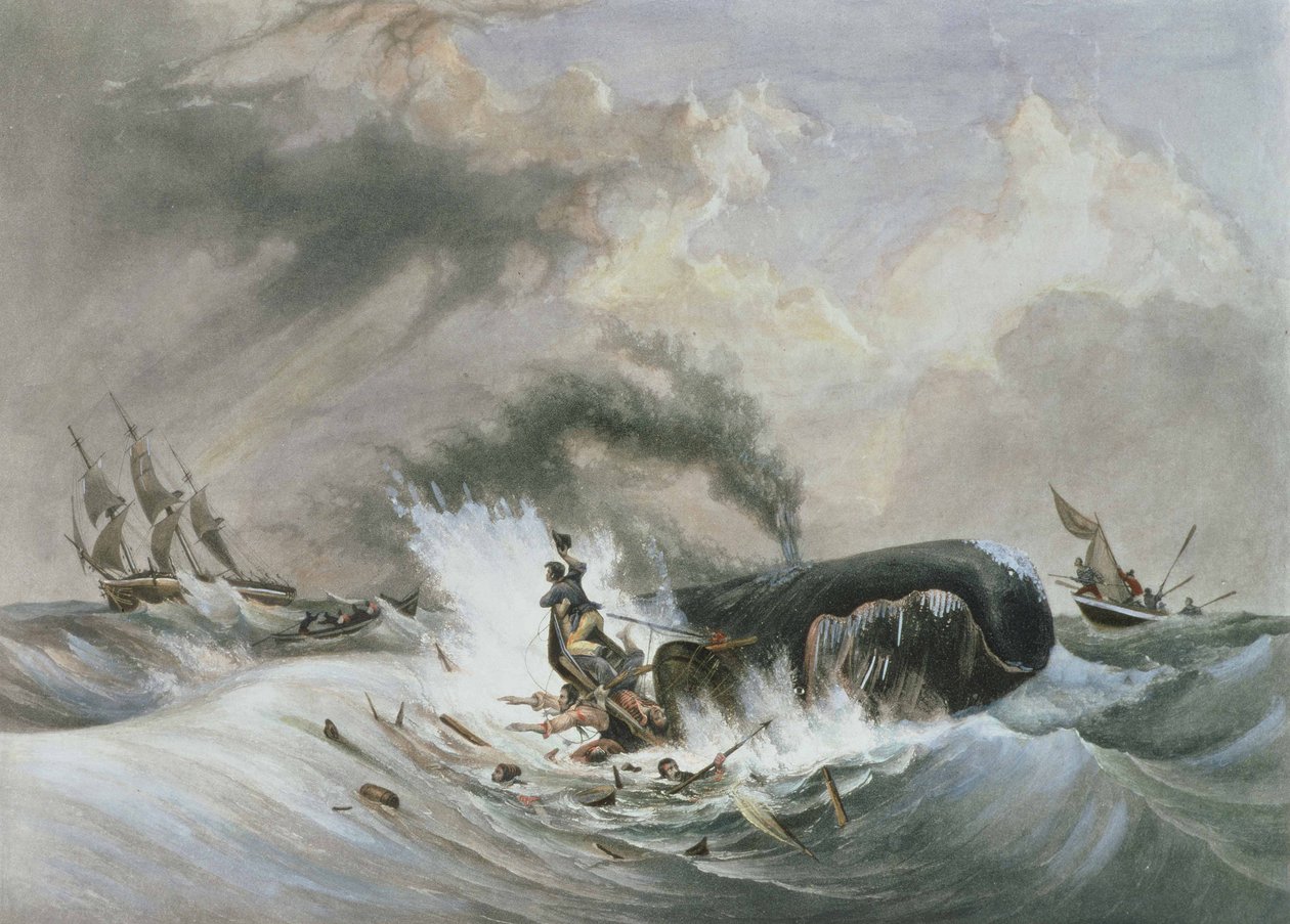 De walvis door Jean Francois (after) Garneray