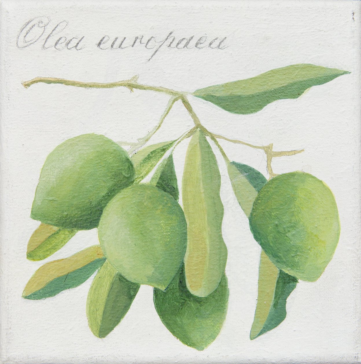 Groene olijven (acryl) door Jennifer Abbott